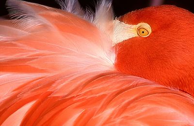 Close-up of orange bird