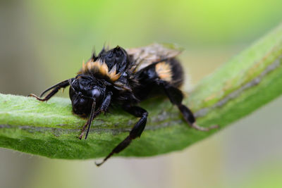 Macro shot of a wet bumblebee on a runner bean