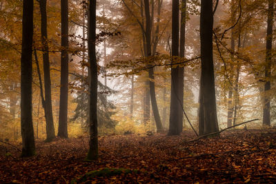 Trees in forest during autumn