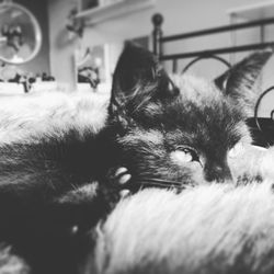 Close-up portrait of a cat