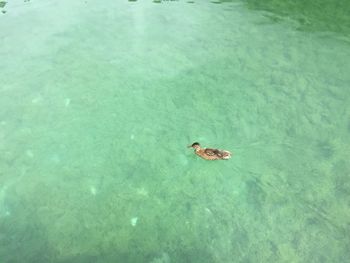 High angle view of duck swimming in pool