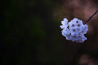 Close-up of cherry blossom