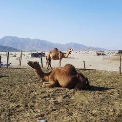 Camels in the zoo