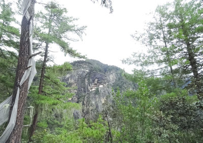 Low angle view of trees in forest against sky