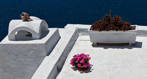 High angle view of potted plant