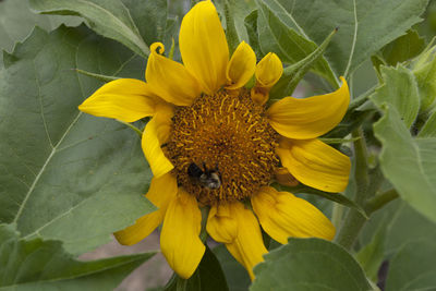 Close-up of bee on yellow sunflower blooming outdoors