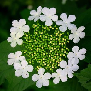 Close-up of white flowers