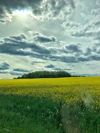 Scenic view of oilseed rape field against cloudy sky