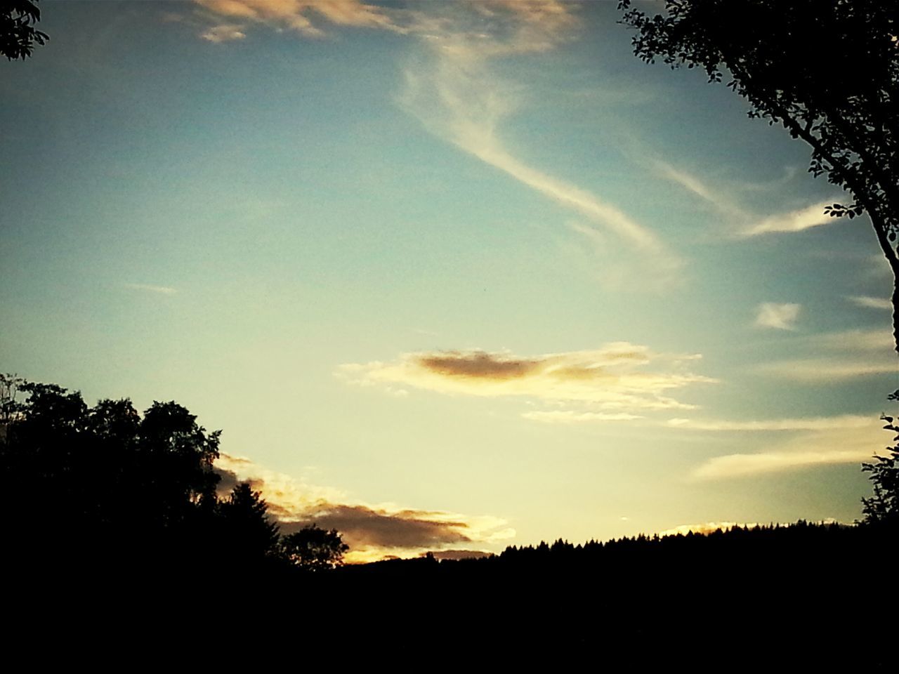 silhouette, tree, tranquil scene, sunset, tranquility, sky, scenics, beauty in nature, landscape, nature, idyllic, field, cloud - sky, growth, cloud, outdoors, no people, outline, non-urban scene, non urban scene