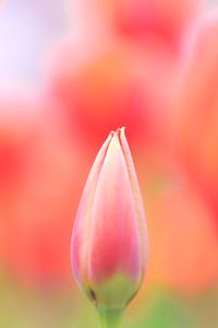 Close-up of pink rose flower bud