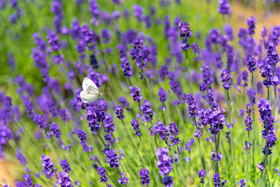 Close-up violet lavender flowers field in summer sunny day with soft focus blur background.