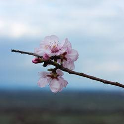 Close-up of pink cherry blossoms in spring