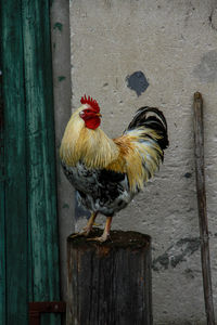 Close-up of rooster