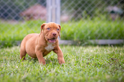 Portrait of dog on field
