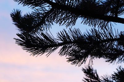 Low angle view of silhouette tree against sky