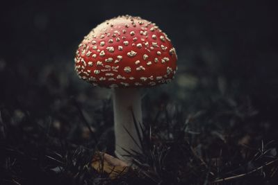 Fly agaric mushroom 