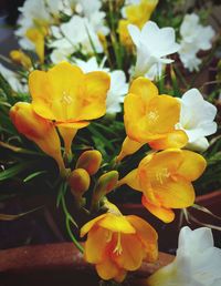 Close-up of yellow flower