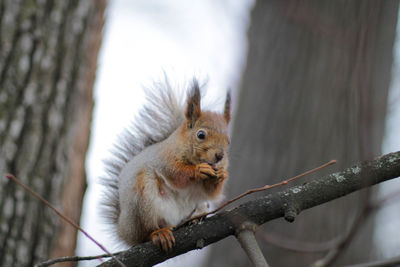 Squirrel on tree