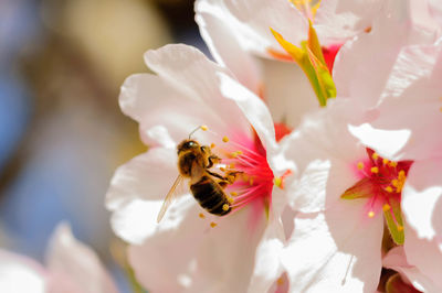 Close-up of bee pollinating on flower