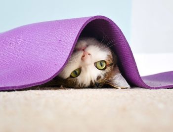 Close-up portrait of cat lying under purple yoga mat 