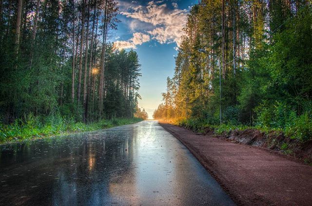 the way forward, tree, diminishing perspective, vanishing point, road, tranquility, sky, tranquil scene, transportation, forest, nature, beauty in nature, scenics, empty road, long, no people, country road, non-urban scene, growth, outdoors