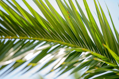 Close-up of palm tree leaves