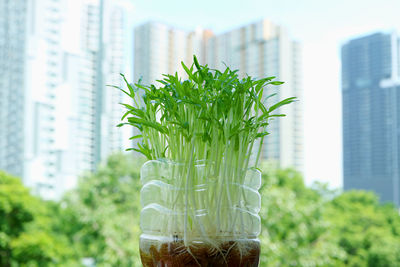 Water spinach hydroponic microgreens grown as urban houseplant with blurry skyscrapers in backdrop