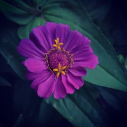 Close-up of pink flower blooming outdoors