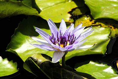 Close-up of lotus water lily in pond