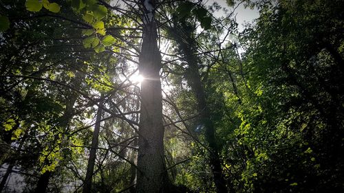 Low angle view of trees in forest