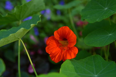 Close-up of hibiscus blooming outdoors