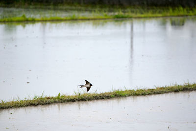 Swallow flying over rice paddy