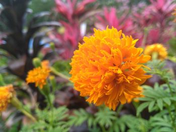 Close-up of marigold blooming outdoors