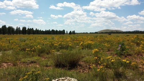 Plants growing on field