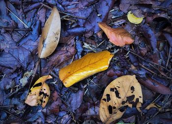 High angle view of dry leaves on field
