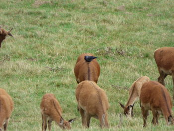 Deer grazing in a field