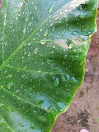 Close-up of raindrops on leaf