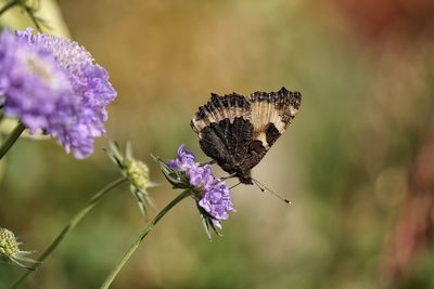 Close-up of butterfly pollinating on purple flower