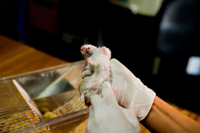 Cropped hands of veterinarian injecting mouse