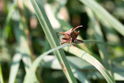 Close-up of insect on plant