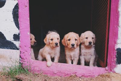 Portrait of two dogs