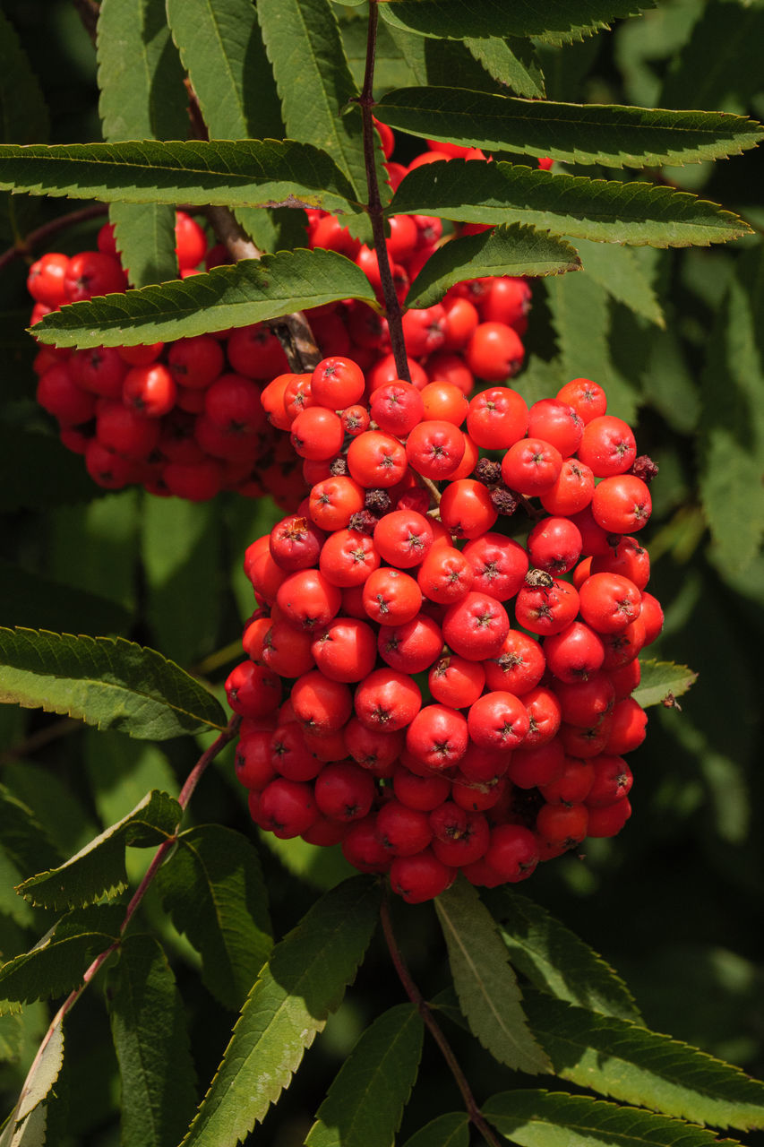 CLOSE-UP OF CHERRIES ON TREE