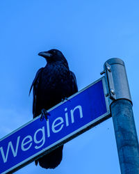 Low angle view of bird perching on sign against blue sky