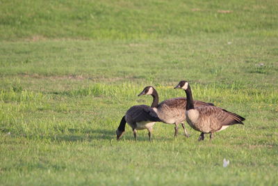 Ducks walking on grassy field