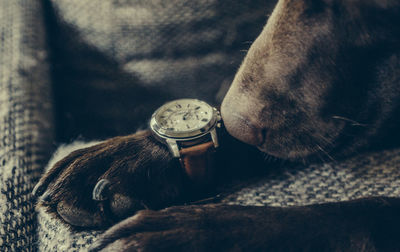 Close-up of a sleeping dog