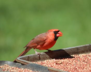 Close-up of bird perching on retaining wall