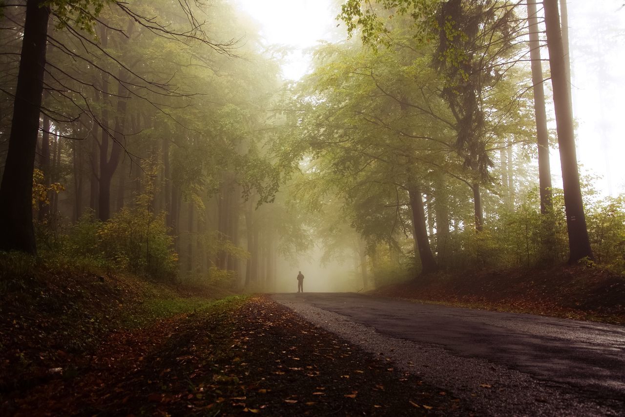 the way forward, tree, diminishing perspective, transportation, vanishing point, road, tranquility, nature, empty road, forest, tranquil scene, treelined, growth, empty, sunlight, street, long, beauty in nature, no people, outdoors