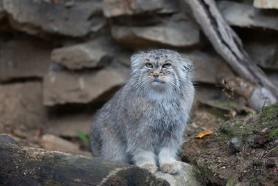 View of a cat looking away