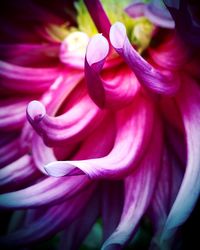Close-up of pink flowers