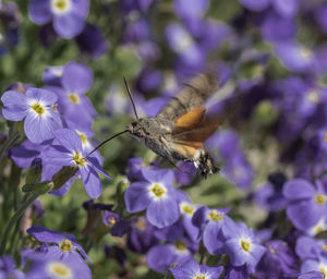 Close-up of butterfly pollinating on purple flower